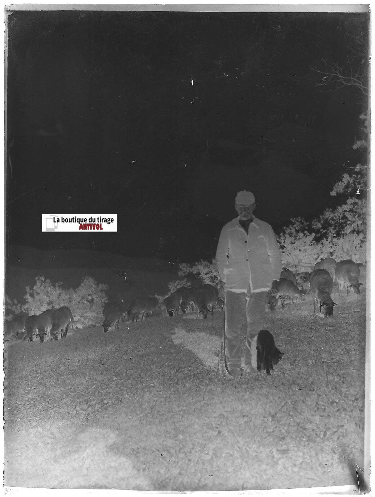 Ferme, berger, mouton, Plaque verre photo ancienne, négatif noir & blanc 9x12 cm