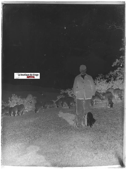 Ferme, berger, mouton, Plaque verre photo ancienne, négatif noir & blanc 9x12 cm