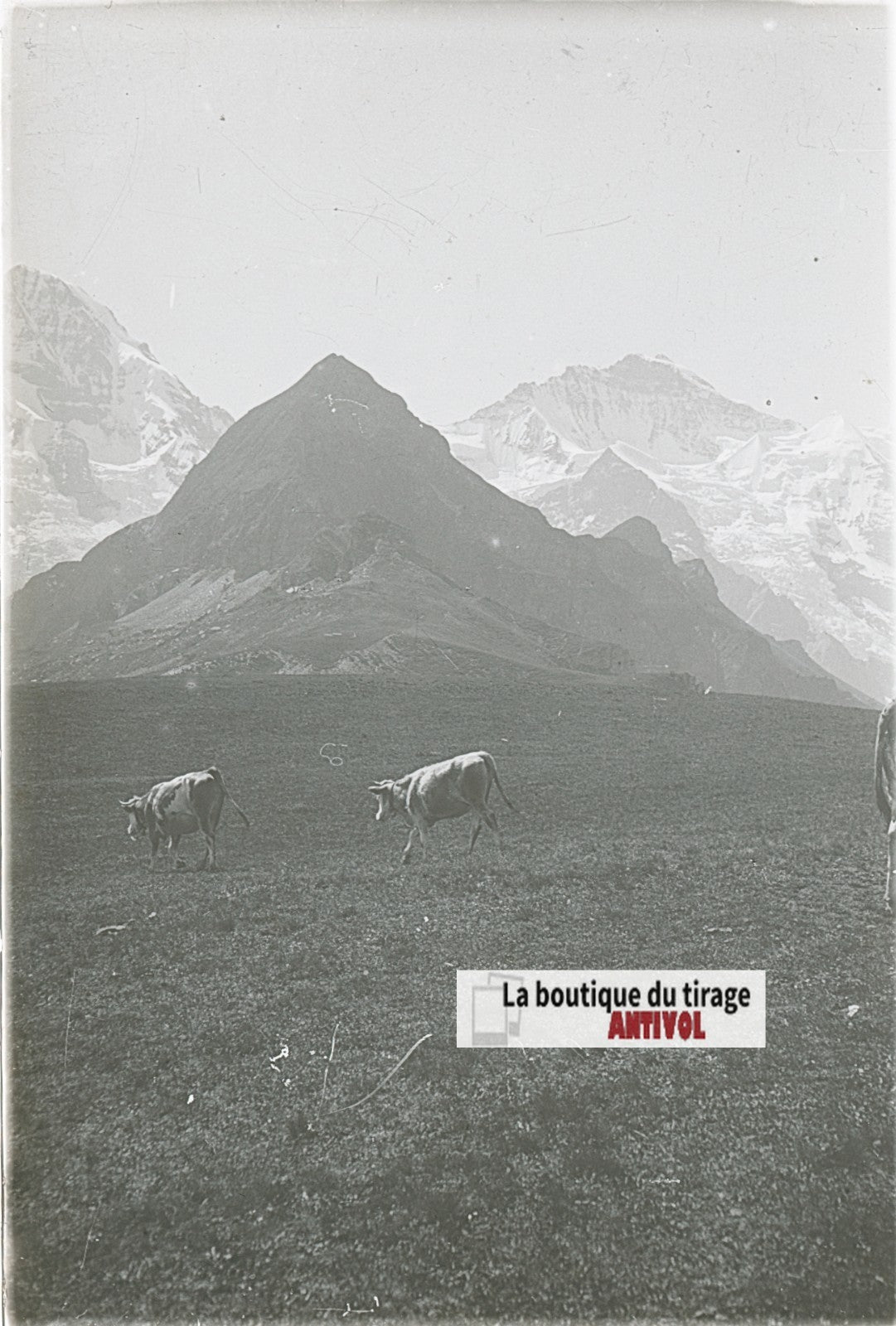Vaches, Alpes Suisse, stéréo photo plaque verre, noir & blanc, 9x12 cm