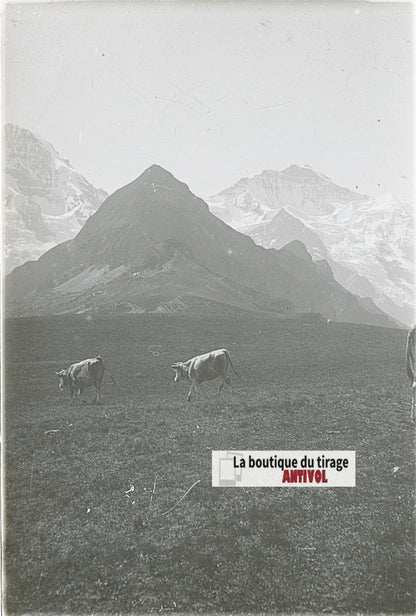 Vaches, Alpes Suisse, stéréo photo plaque verre, noir & blanc, 9x12 cm