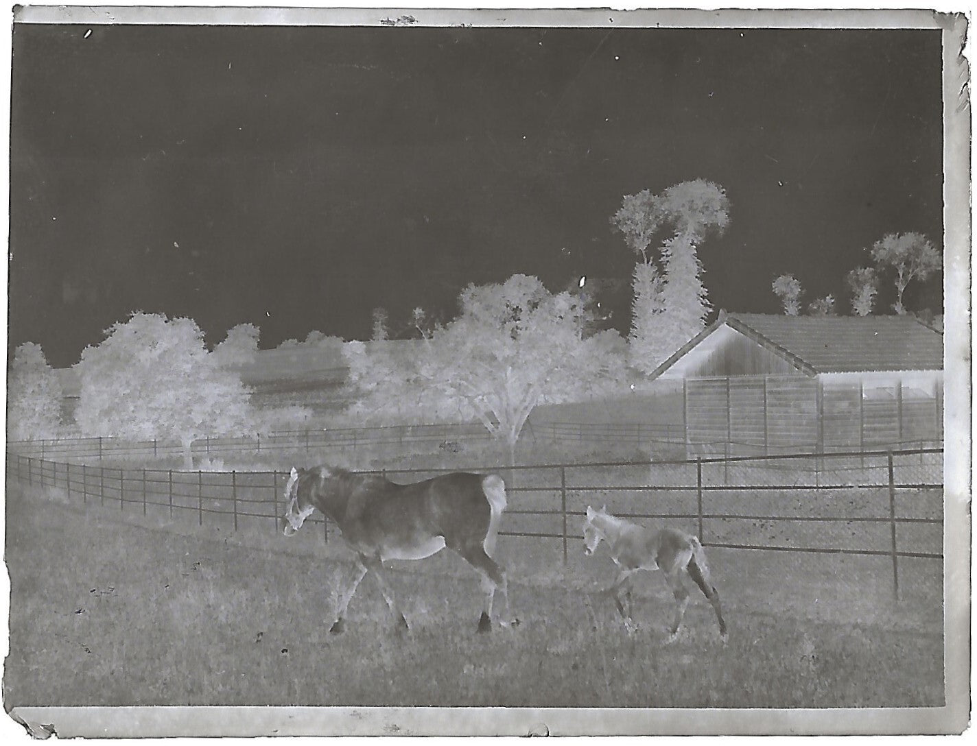 Bailly, Renard, chevaux, photos plaque de verre, lot de 10 négatifs 4x6 cm