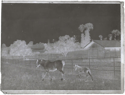 Bailly, Renard, chevaux, photos plaque de verre, lot de 10 négatifs 4x6 cm