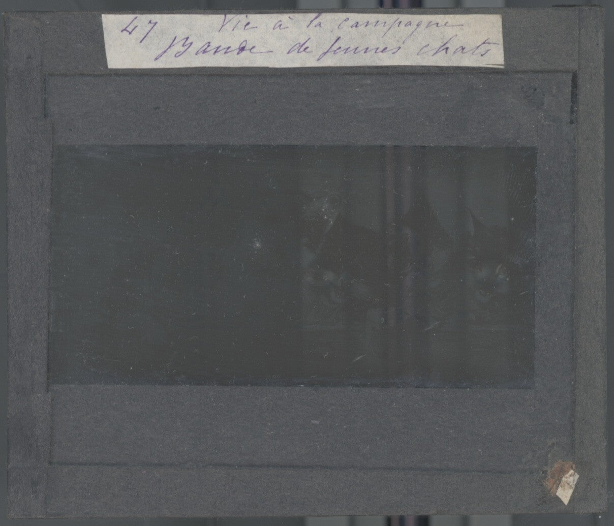 Bande de jeunes chats, dessin, photo ancienne plaque de verre, positif 8,5x10 cm