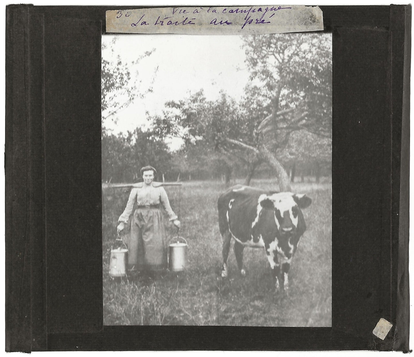 Campagne France, vache la laitière, photo plaque de verre, positif 8,5x10 cm