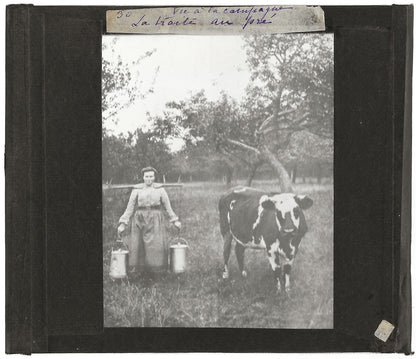 Campagne France, vache la laitière, photo plaque de verre, positif 8,5x10 cm