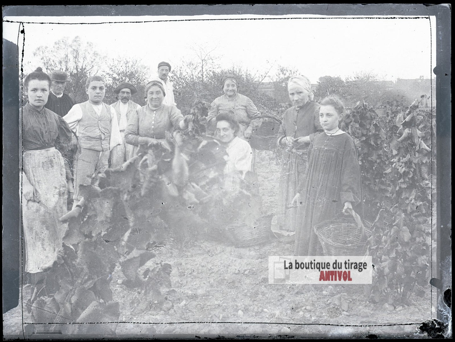 Vendanges familiales, vignes, plaque verre photo ancienne, négatif 9x12 cm