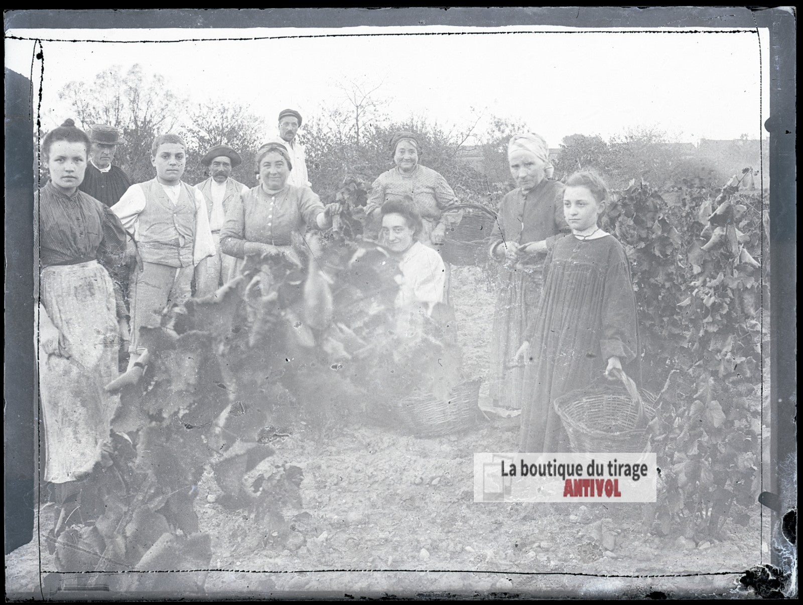 Vendanges familiales, vignes, plaque verre photo ancienne, négatif 9x12 cm