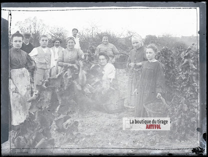 Vendanges familiales, vignes, plaque verre photo ancienne, négatif 9x12 cm