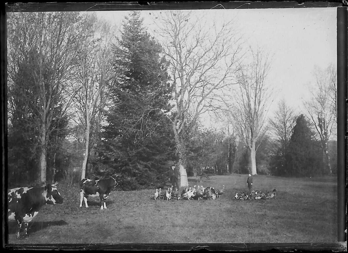 Plaque verre photo ancienne négatif noir et blanc 6x9 cm enfant ferme vache oie - La Boutique Du Tirage 