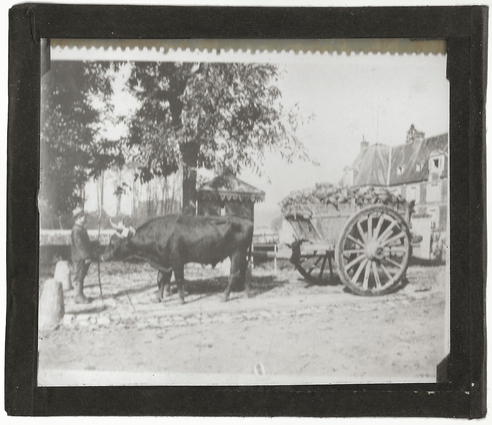 Campagne France, pesée betteraves, photo plaque de verre, positif 8,5x10 cm