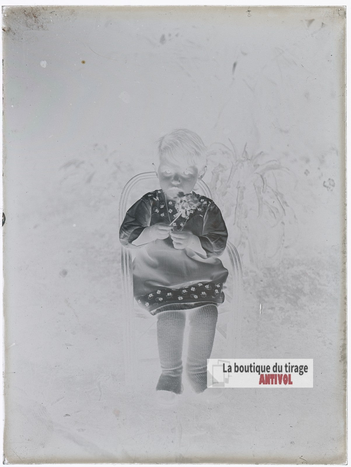 Jeune enfant tenant une fleur, plaque verre photo ancienne, négatif 9x12 cm