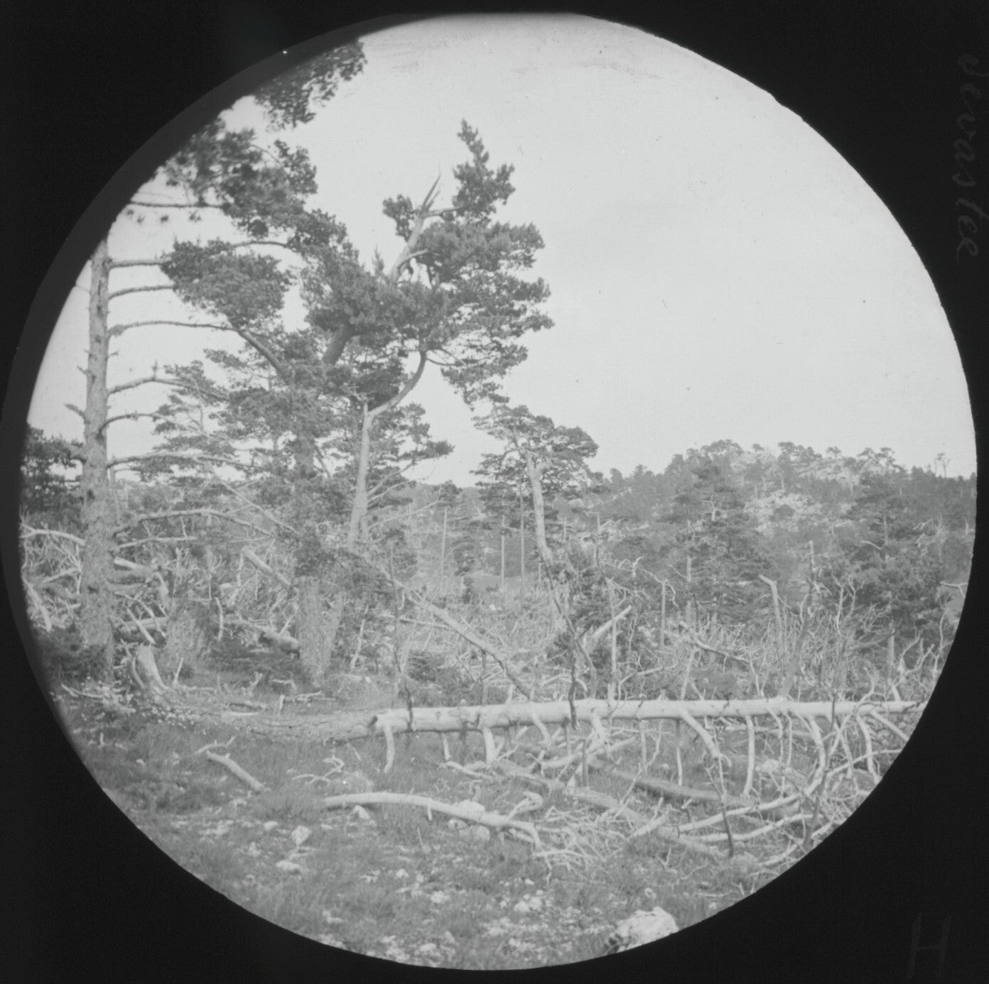 Montagne de Lachens, Var, photo ancienne plaque de verre, positif 8,5x10 cm