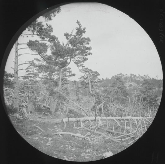 Montagne de Lachens, Var, photo ancienne plaque de verre, positif 8,5x10 cm