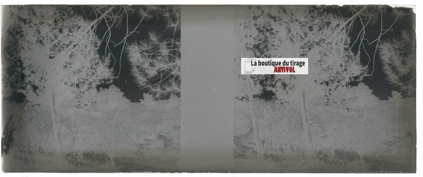 Campagne, nature, Plaque verre stéréoscopie, négatif noir & blanc 4,5x10,7 cm