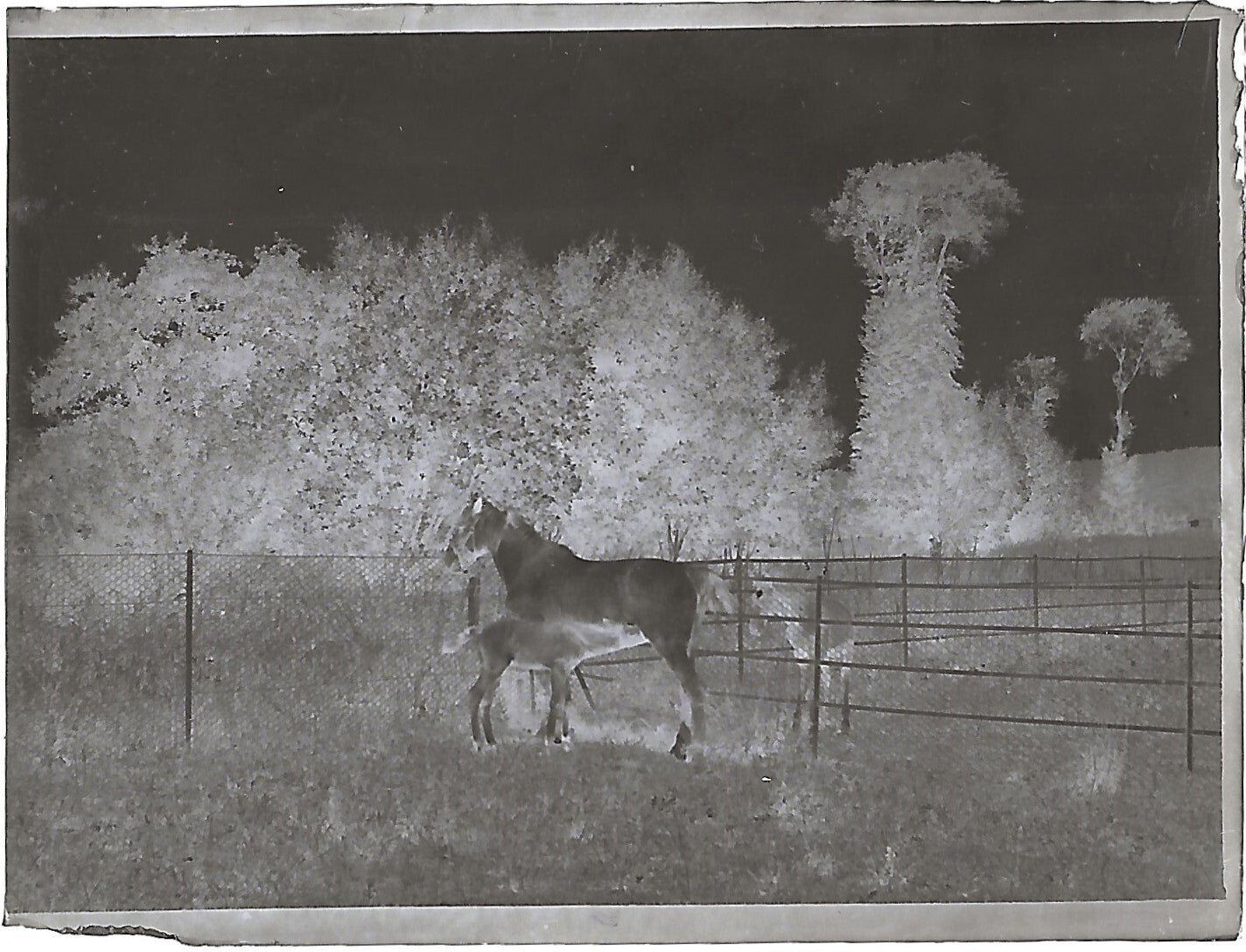 France Bailly, Renard, poulain, photos plaque de verre, lot de 9 négatifs 4x6 cm