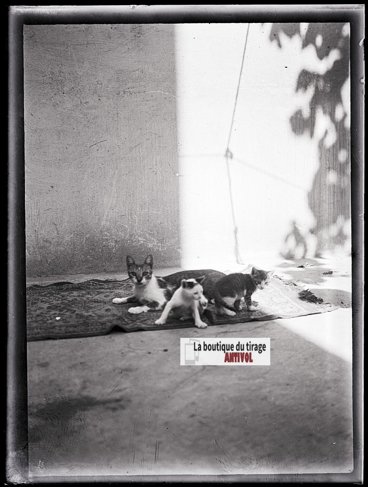 Chat et chatons, photo ancienne plaque verre, négatif noir & blanc, 9x12 cm