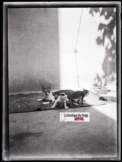Chat et chatons, photo ancienne plaque verre, négatif noir & blanc, 9x12 cm