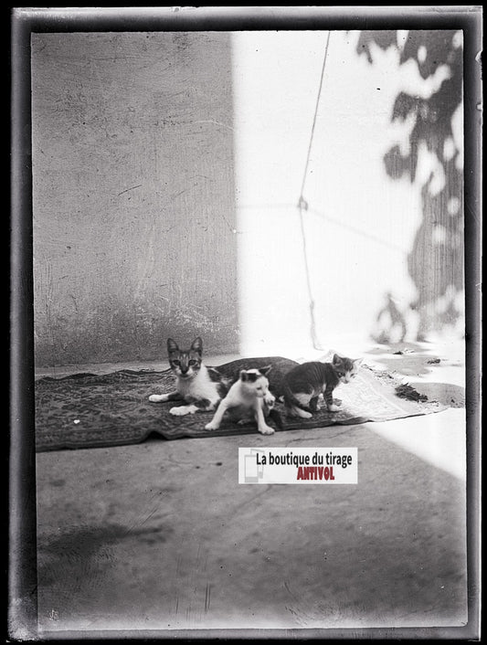 Chat et chatons, photo ancienne plaque verre, négatif noir & blanc, 9x12 cm
