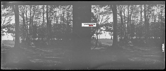 Forêt, bois, Plaque verre photo stéréoscopique, négatif noir & blanc 4,5x10,7 cm