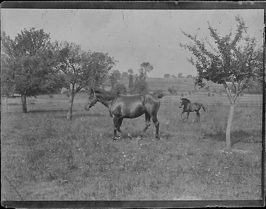 Plaque verre photo ancienne négatif noir et blanc 4x6 cm chevaux poulain vintage