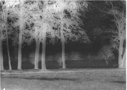 Plaque verre photo ancienne négatif 13x18 cm paysage parc arbres, écureuil 