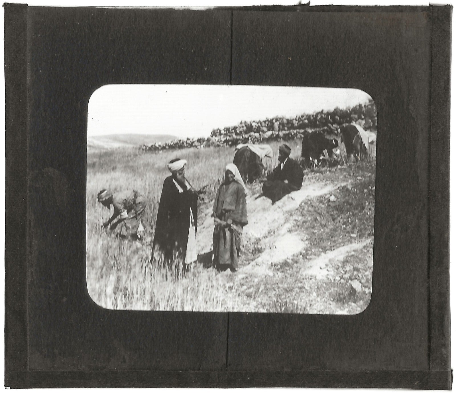 Champ de Booz, histoire, photo ancienne plaque de verre, positif 8,5x10 cm