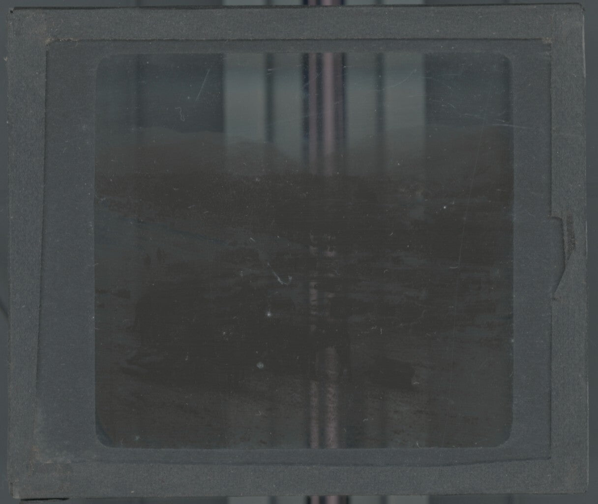 Paysage, mules, nature, photo ancienne plaque de verre, positif 8,5x10 cm