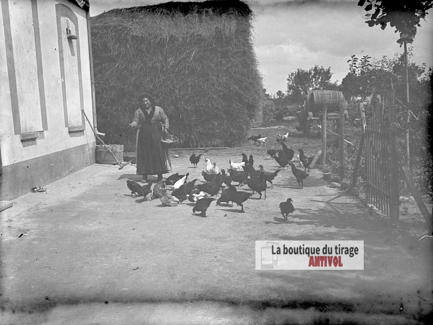 Basse-cour à la ferme, poules, plaque verre photo ancienne, négatif 9x12 cm