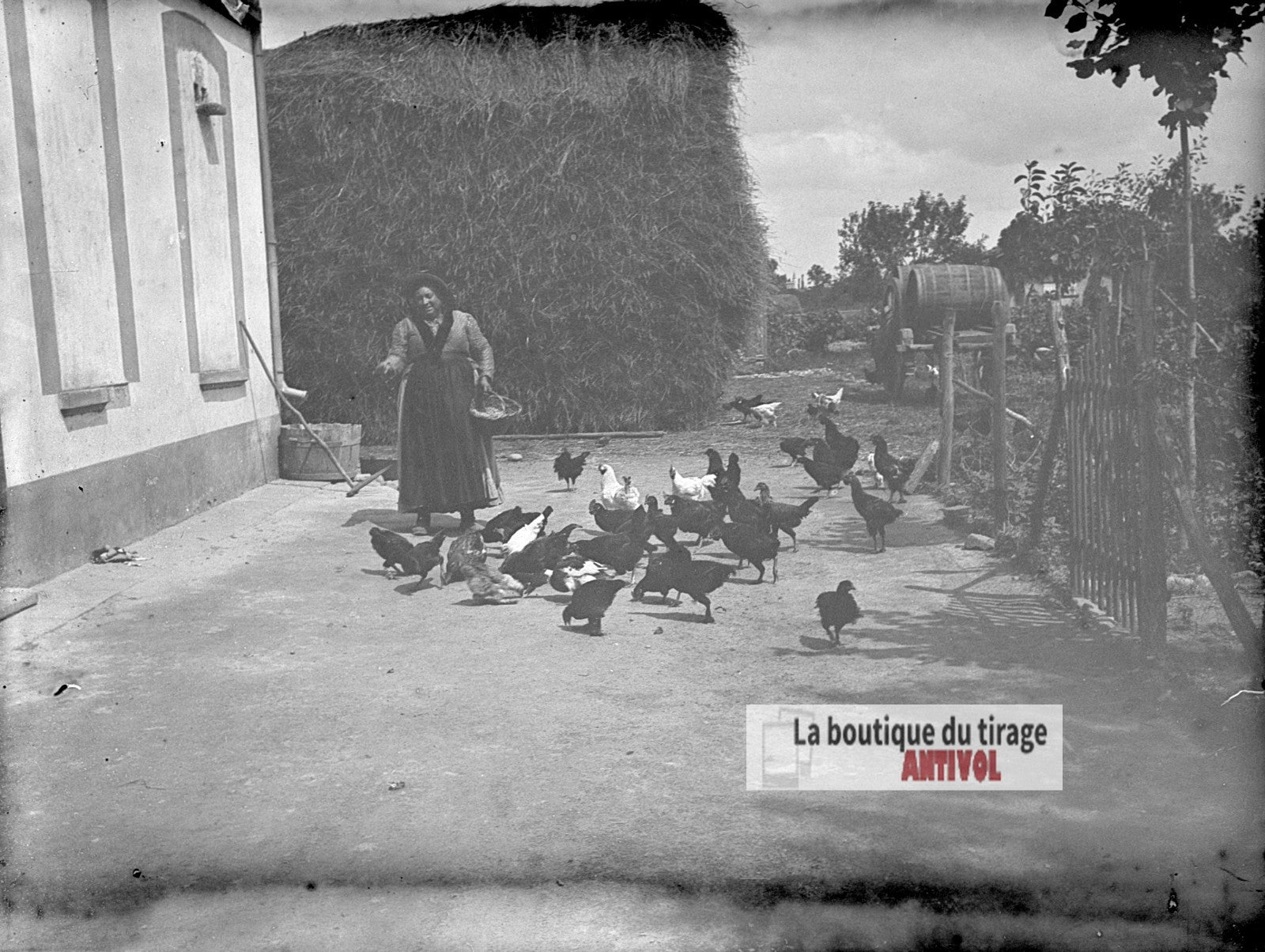 Basse-cour à la ferme, poules, plaque verre photo ancienne, négatif 9x12 cm