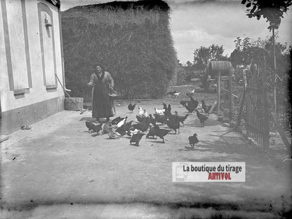 Basse-cour à la ferme, poules, plaque verre photo ancienne, négatif 9x12 cm