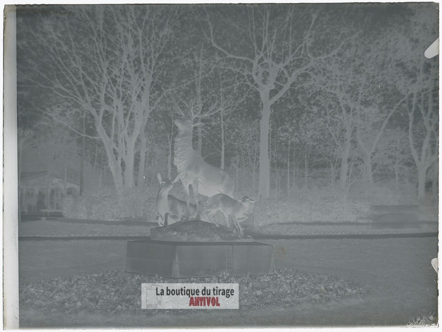 Jardin du Luxembourg, Paris, plaque verre, photo ancienne, négatif 9x12 cm