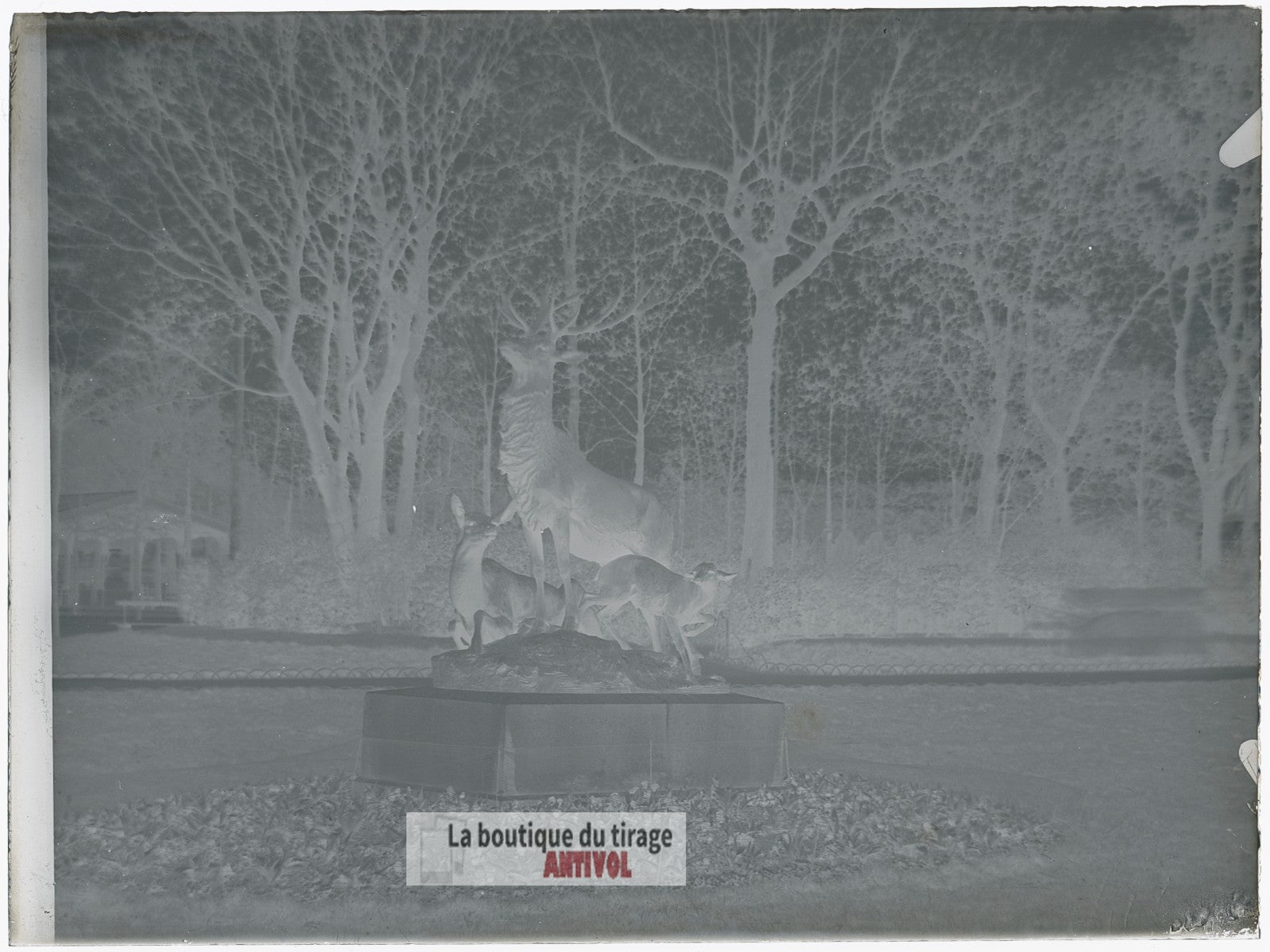 Jardin du Luxembourg, Paris, plaque verre, photo ancienne, négatif 9x12 cm