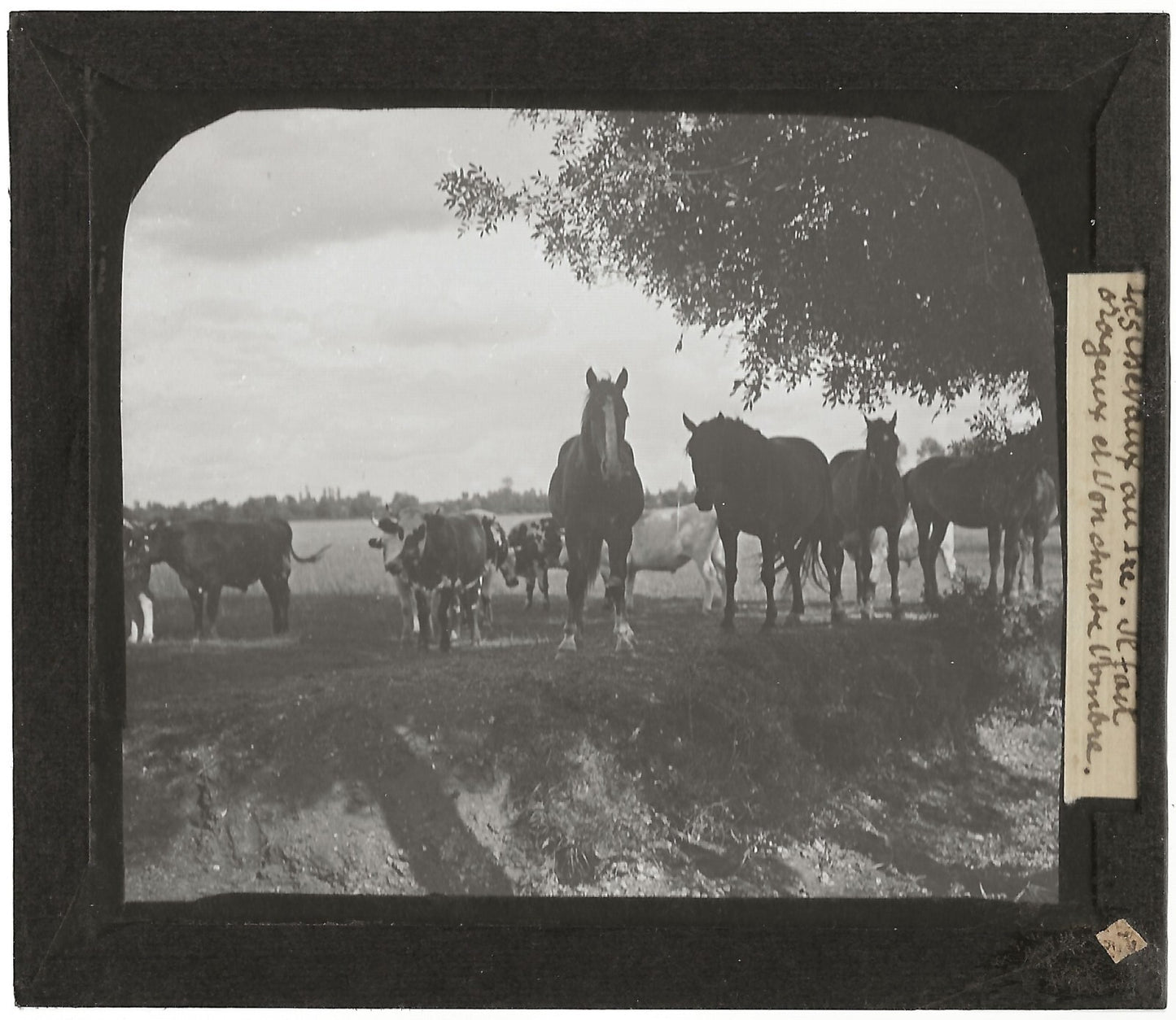 Campagne France, chevaux vaches au pré, photo plaque de verre, positif 8,5x10 cm