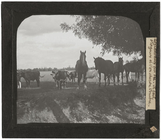 Campagne France, chevaux vaches au pré, photo plaque de verre, positif 8,5x10 cm