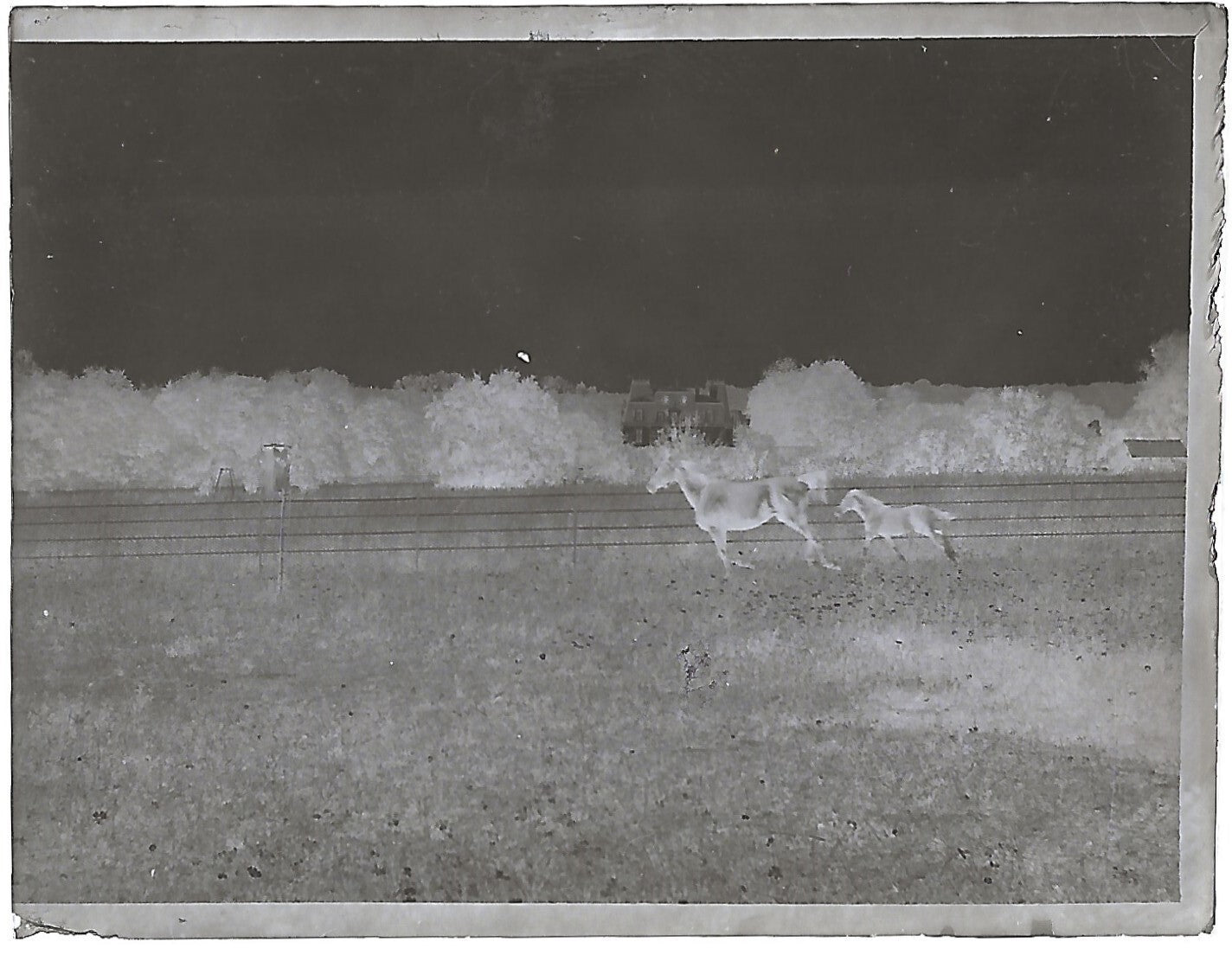 France Bailly, Renard, poulain, photos plaque de verre, lot de 9 négatifs 4x6 cm