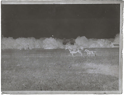 France Bailly, Renard, poulain, photos plaque de verre, lot de 9 négatifs 4x6 cm