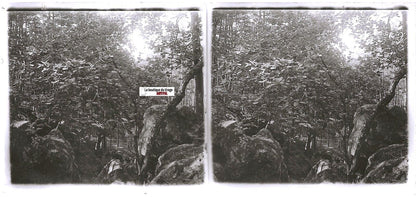 Forêt, arbres , Plaque verre photo stéréoscopique, positif noir & blanc 6x13 cm