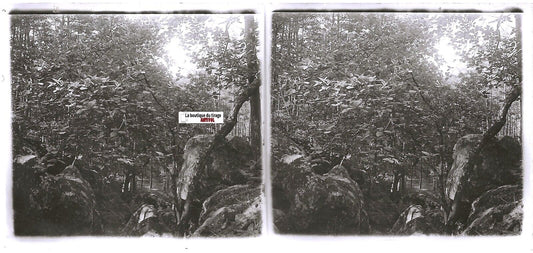 Forêt, arbres , Plaque verre photo stéréoscopique, positif noir & blanc 6x13 cm