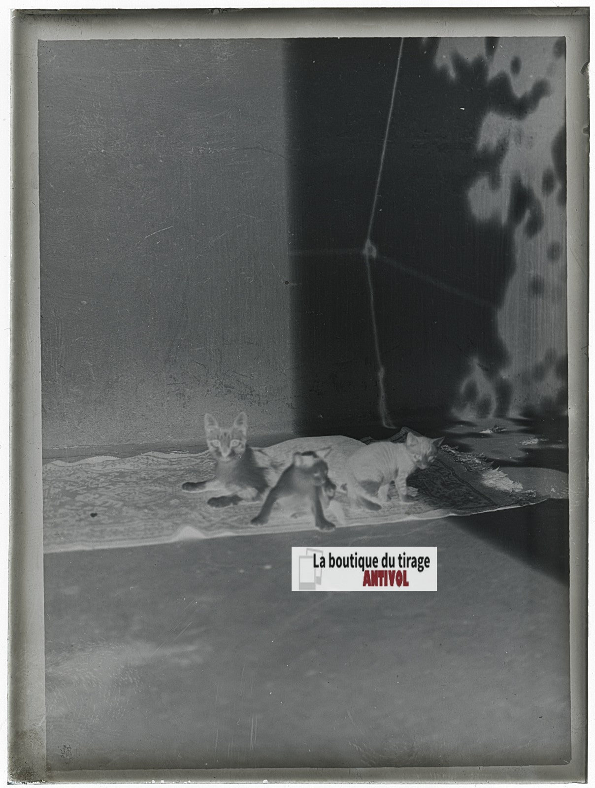 Chat et chatons, photo ancienne plaque verre, négatif noir & blanc, 9x12 cm