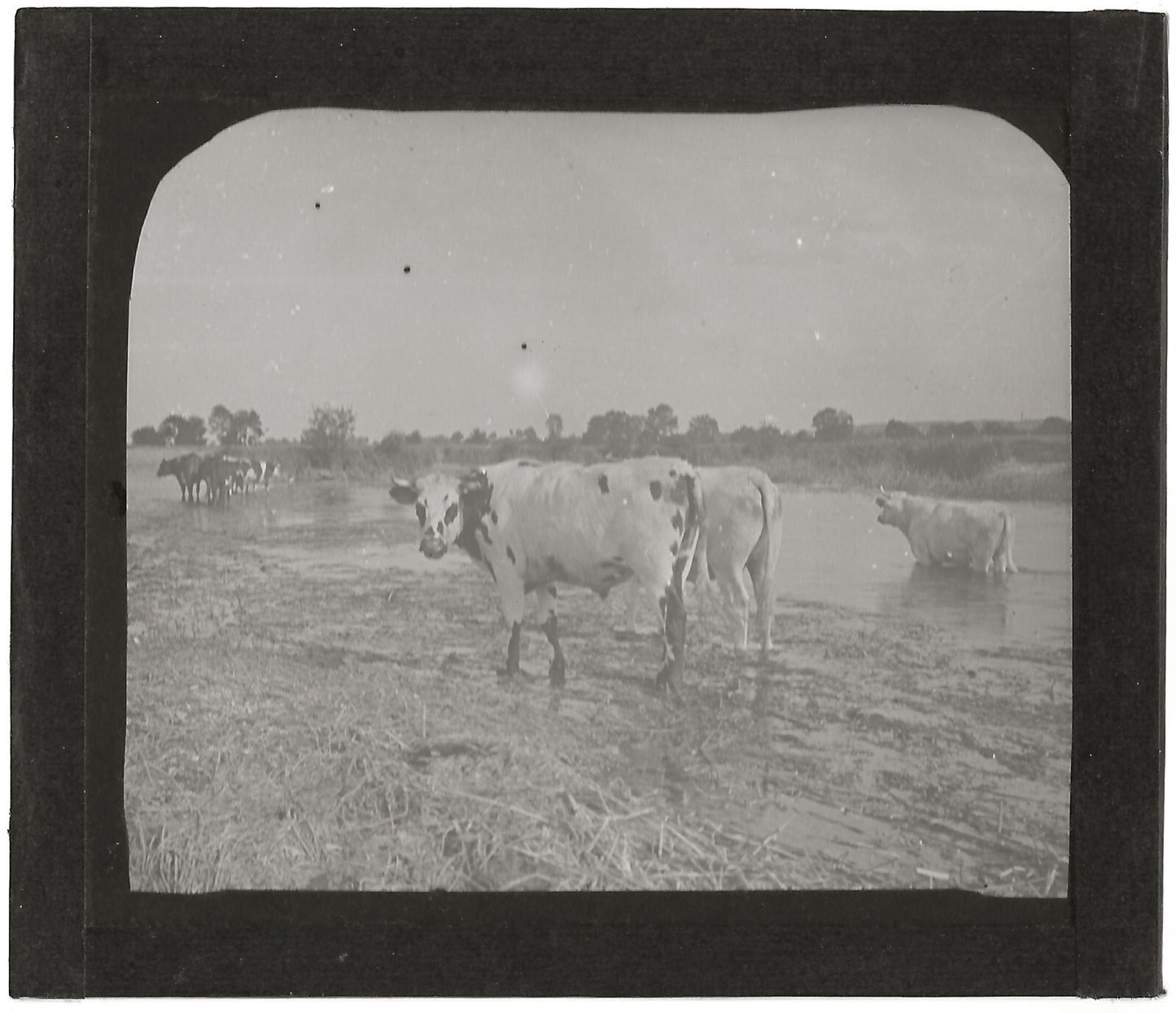 Campagne France, vaches au bain, photo plaque de verre, positif 8,5x10 cm