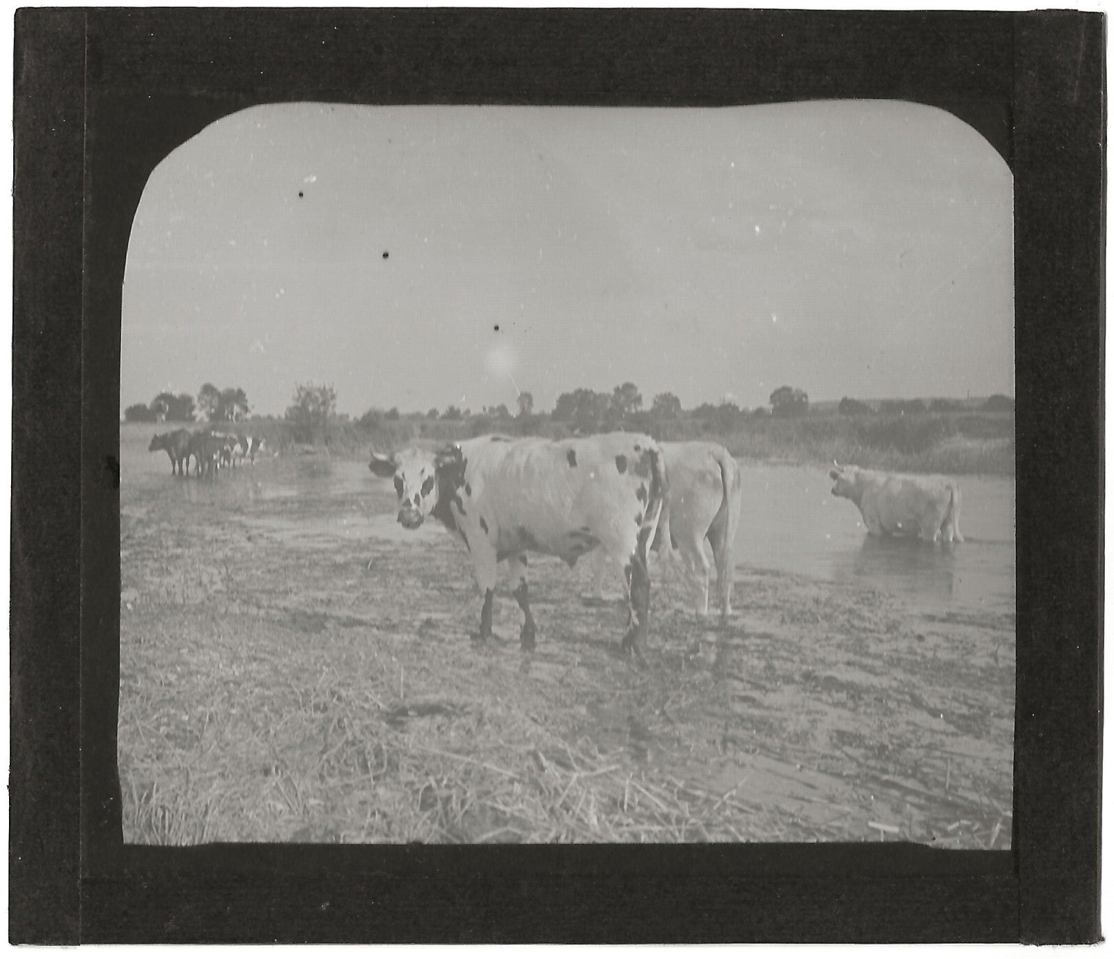 Campagne France, vaches au bain, photo plaque de verre, positif 8,5x10 cm