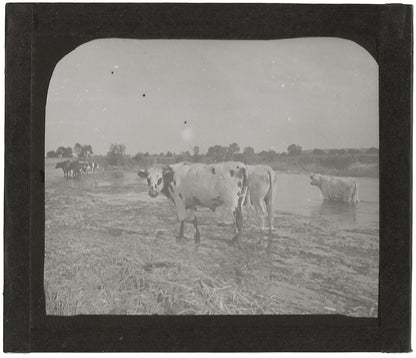 Campagne France, vaches au bain, photo plaque de verre, positif 8,5x10 cm