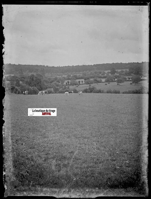 Campagne, vaches, Plaque verre photo ancienne, négatif noir & blanc 9x12 cm