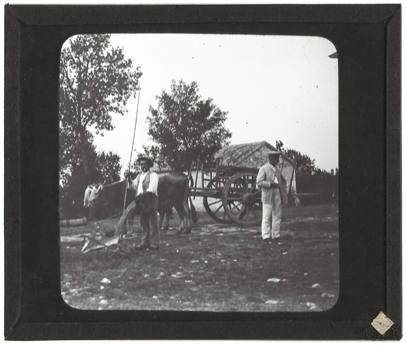 Campagne France, labour boeuf, photo plaque de verre, positif 8,5x10 cm
