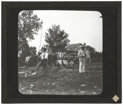 Campagne France, labour boeuf, photo plaque de verre, positif 8,5x10 cm