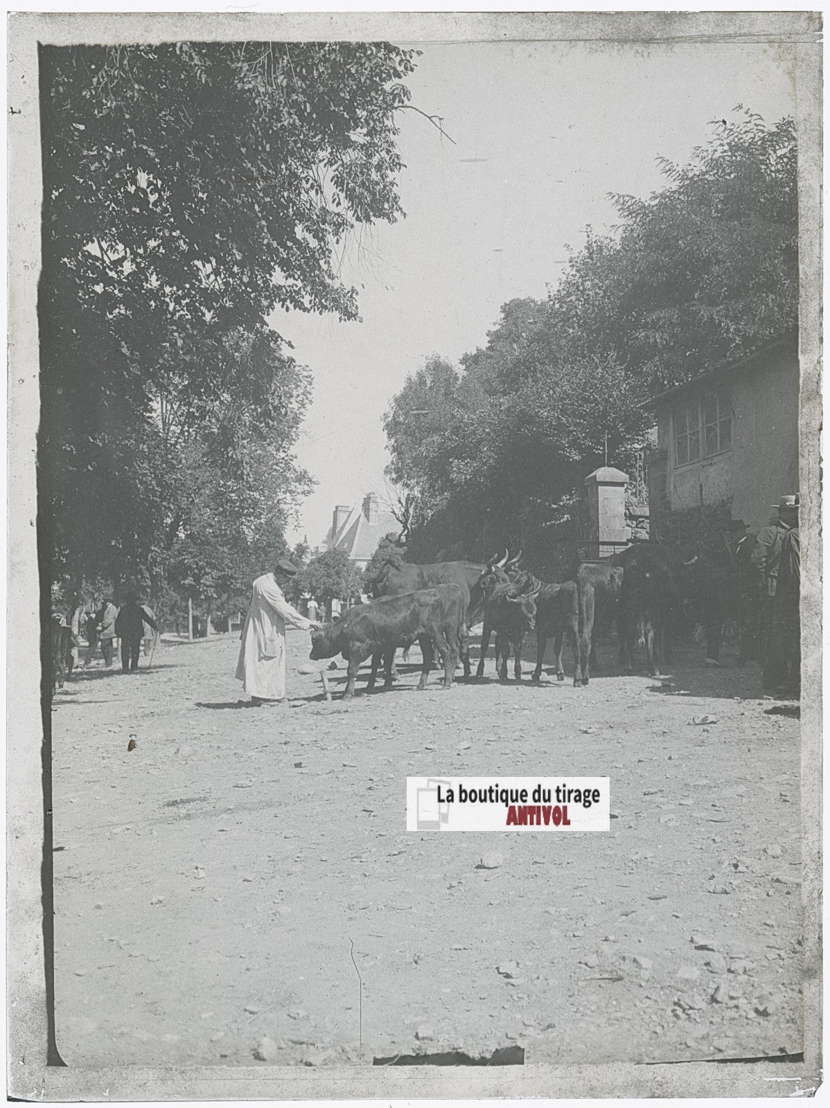 Animaux, village, photo ancienne plaque verre, noir & blanc, 9x12 cm