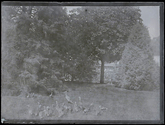 Plaque verre photo ancienne négatif noir et blanc 4x6 cm jardin dindon parc 