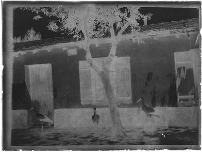 Plaque verre photo ancienne noir et blanc négatif 9x12 cm cigognes maison 