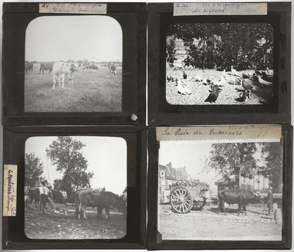 Travaux agricoles, France, photos plaques de verre, lot de 10 positifs 8,5x10 cm