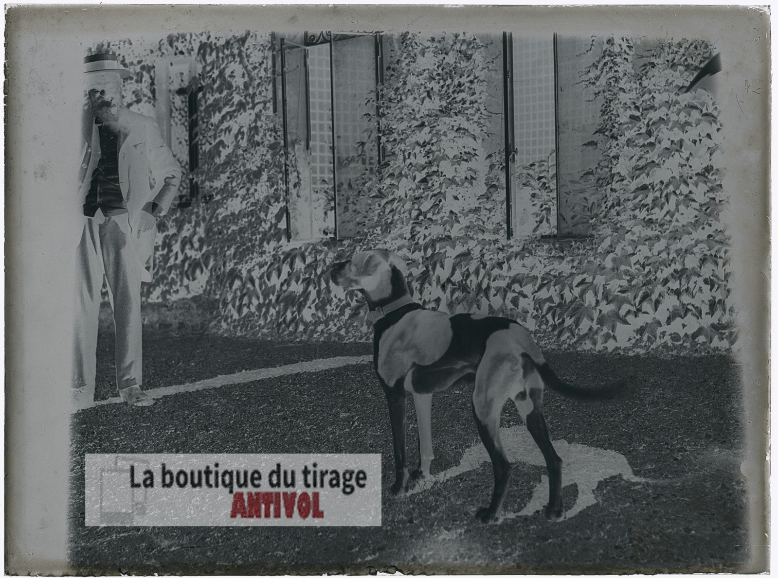 Gentleman, chien de chasse, plaque verre, photo ancienne, négatif 9x12 cm